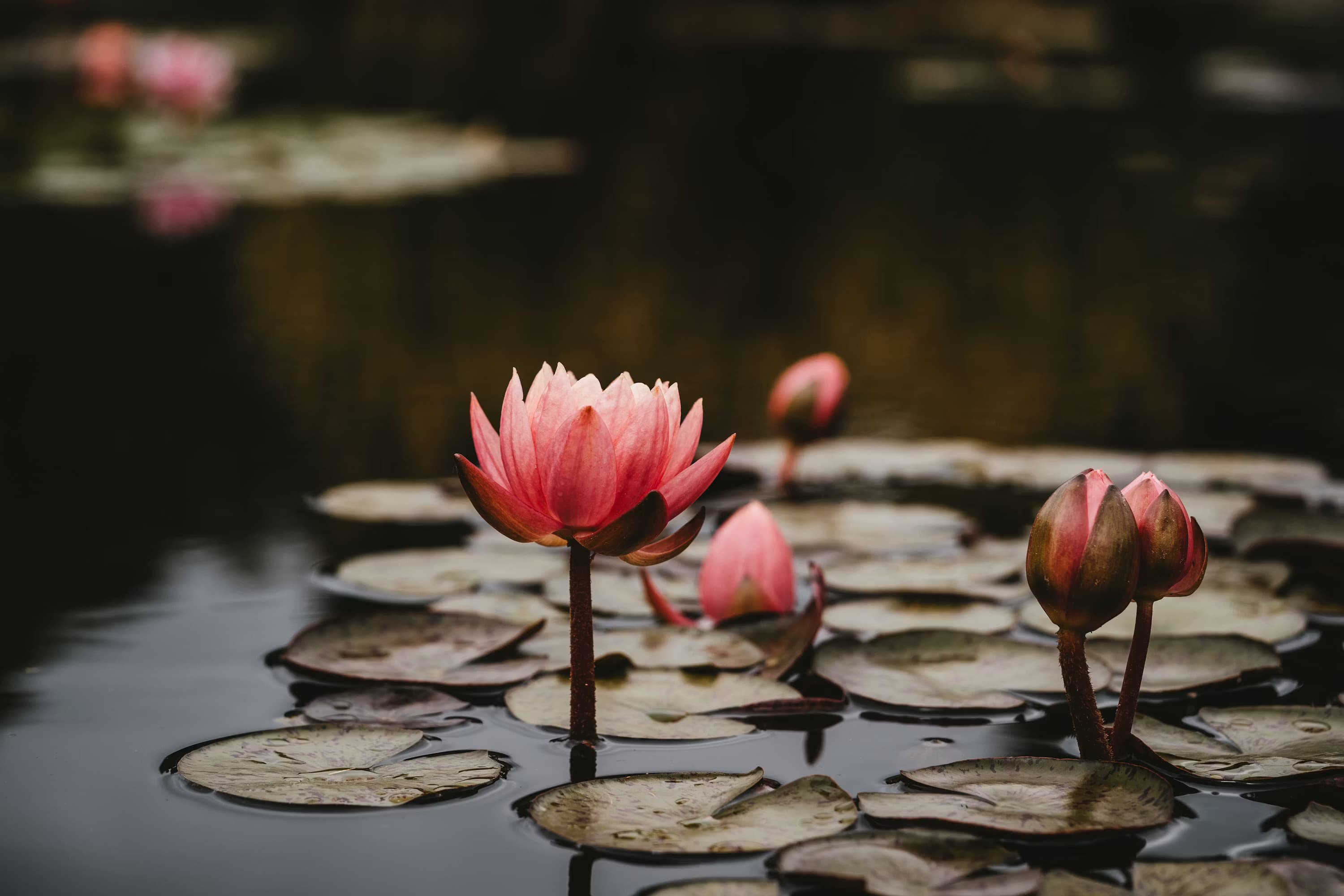 Calming nature background